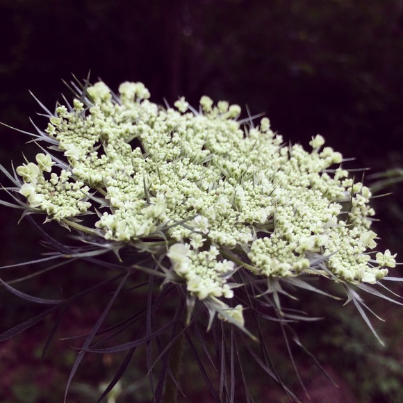 Meet your Posher, Elisabeth - Picture 1 of 1